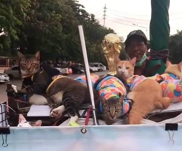 环卫大叔捡到9只流浪猫，带着喵们一起工作：垃圾车成了撸猫车 - 1