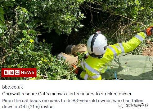 83 岁老人失踪不见，搜救人员束手无策，这时一只黑猫疯狂呼叫，救了老人！ - 1