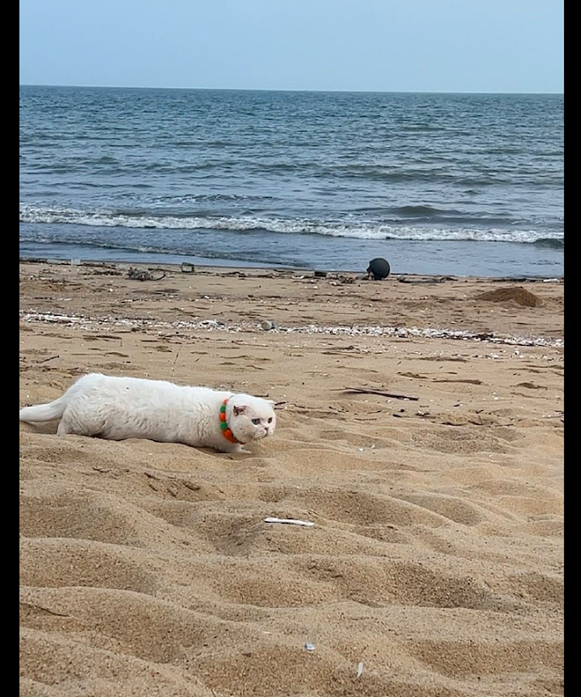 将猫咪带去沙滩上，它吓得瞬间变成了一条毛毛虫：好大的猫砂盆！ - 1