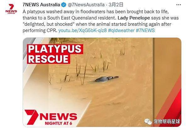 洪水过后，路上出现一只不明生物，她急忙 CPR 施救，竟救活一只“鸭嘴兽”！ - 1