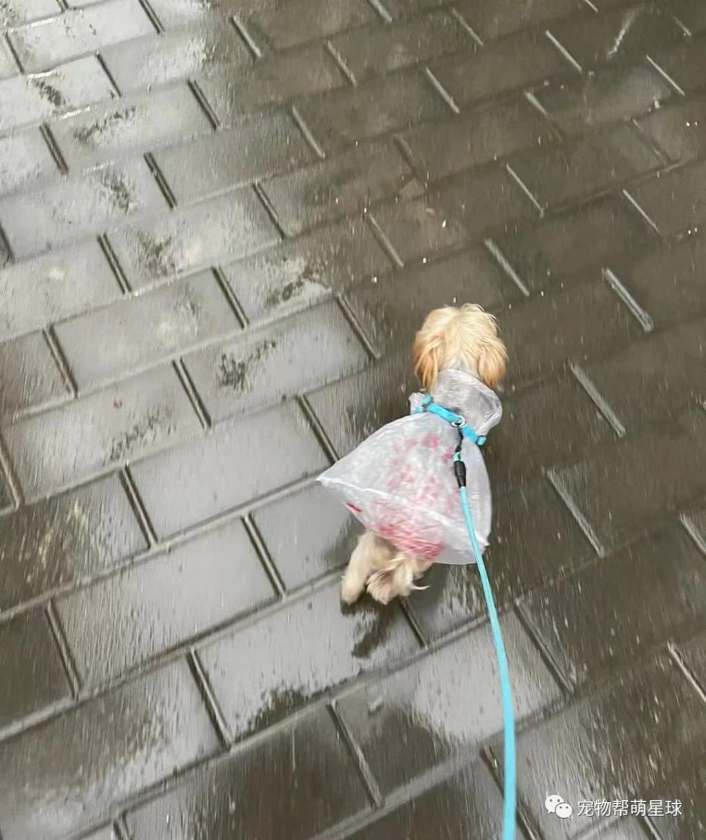 当狗狗遇到下雨天 ... 真是有汪欢喜有汪愁啊！ - 1