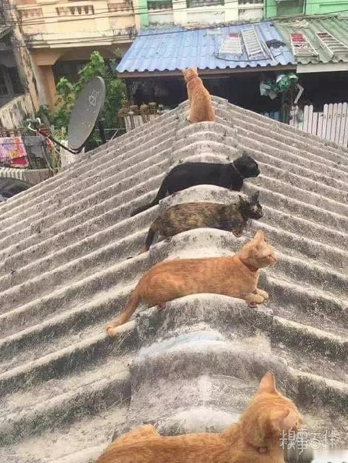 符合猫体工学的屋顶一