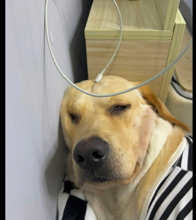 狗狗趴在墙边睡着了，充电线正好搭在它的头上，这是在充电吗？ - 2