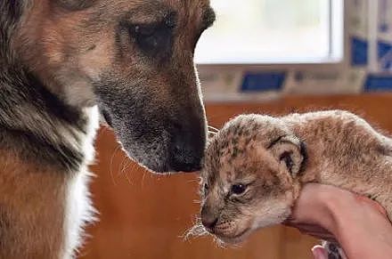小狮子出生后日渐消瘦，还被新手妈妈咬伤，直到德牧接手后… - 10