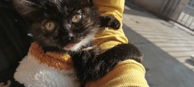 安菠 | 高架上救助的2个月大的流浪猫，洗净后，化身成了粘人的干饭猫 - 9