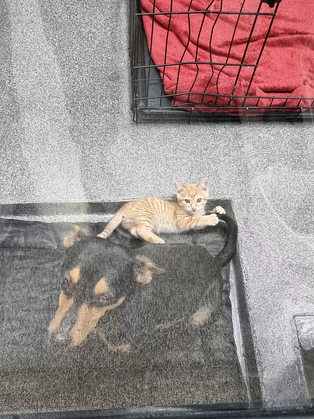 猫趣 | 被救助的小橘猫，跨越围栏，成了狗狗的疗愈师 - 9