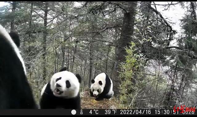 秒变“功夫熊猫”！四川黄龙自然保护区拍到大熊猫打斗争夺交配权画面 - 1