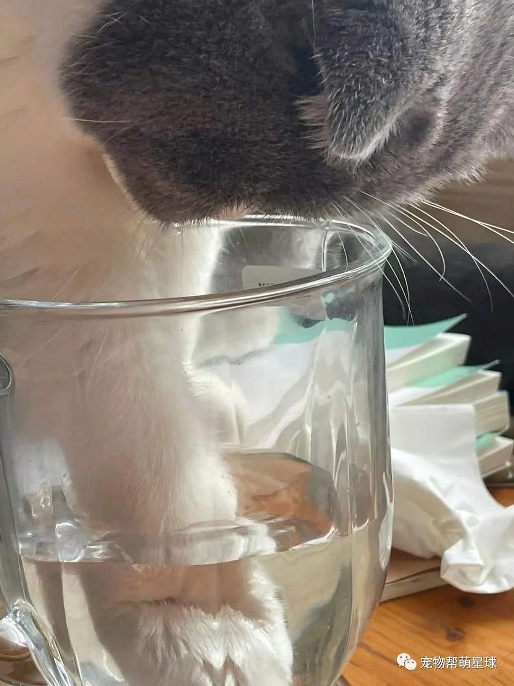 网友喝水都要一口闷，否则 ... 喝的就是猫咪的洗脚水 ! - 2