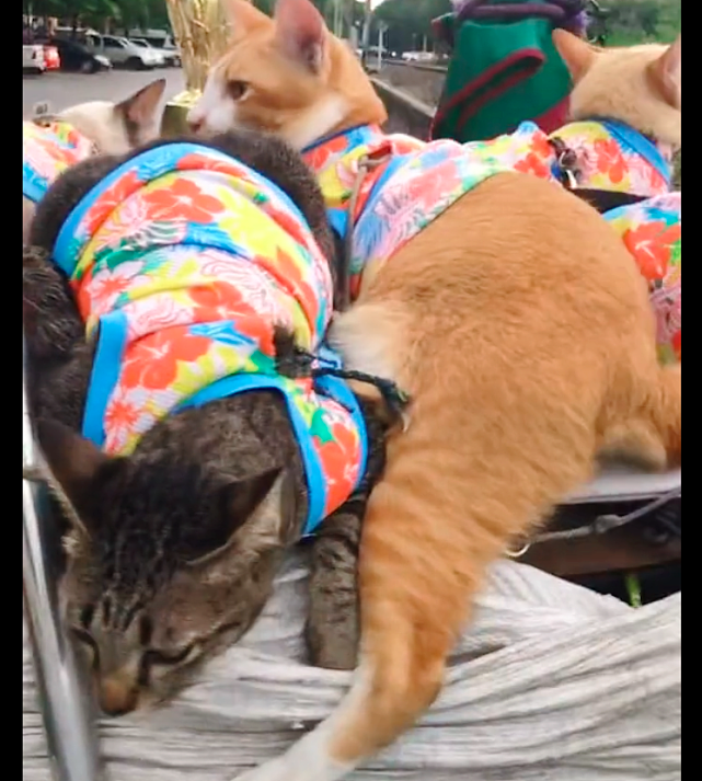 环卫工陆续捡了9只猫，全养得干干净净的，垃圾车成为了撸猫车！ - 6