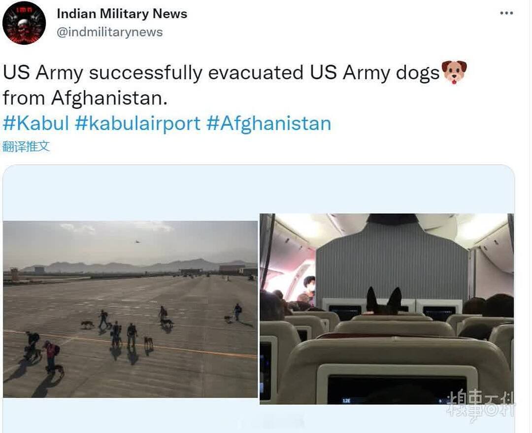 阿富汗翻译不如狗