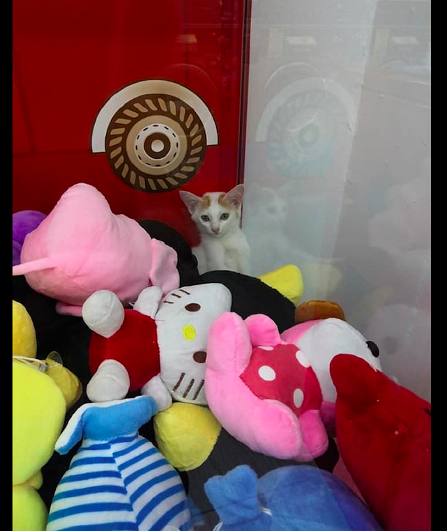 抓娃娃机里出现了一只猫咪，一副受宠若惊的模样：我是新来的！ - 2