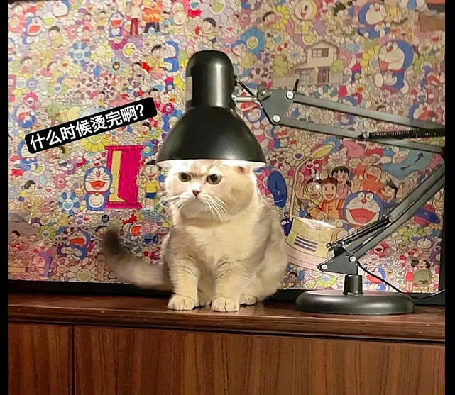 猫把头放在台灯的灯罩里，好像我在理发店烫头的场景，表情太好笑 - 1