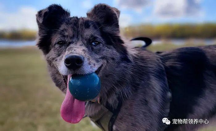 老人的狗狗去世，他把自家狗狗送去当治疗犬，画面温馨又感人 ~ - 6