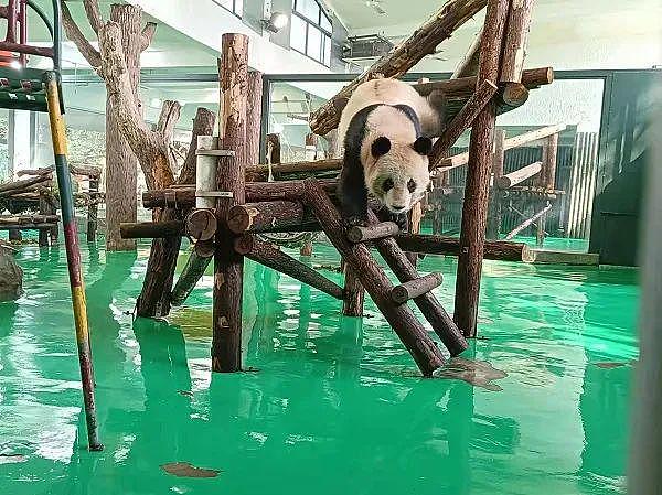 朋友圈疯传！上海动物园的熊猫“越狱”了？最新动向来了 - 3