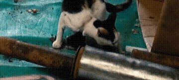 猫妈身下“挂着”小猫，仍四处寻找食物，它可怜的遭遇，令人泪目 - 4