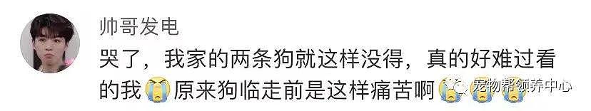 狗狗中毒后跑到派出所门口躲避，却仍没逃过偷狗贼，最后警察为它讨回公道 . - 5