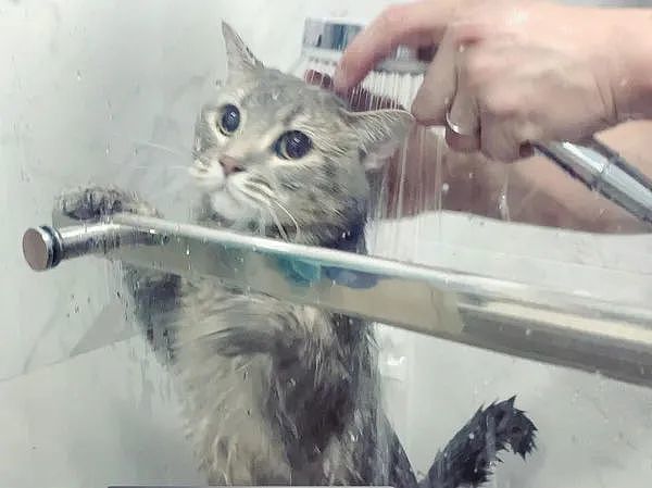 宝宝洗澡时猫嗷嗷叫，没想到下一个就到自己！喵：怪我多嘴了！ - 5
