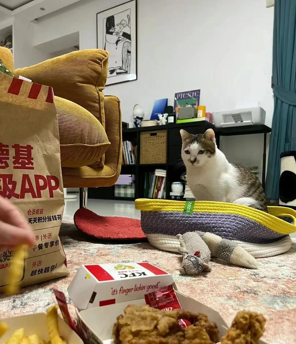 猫咪为了吃到食物到底有多拼？直到 ... 它学会了掩耳盗铃！ - 1