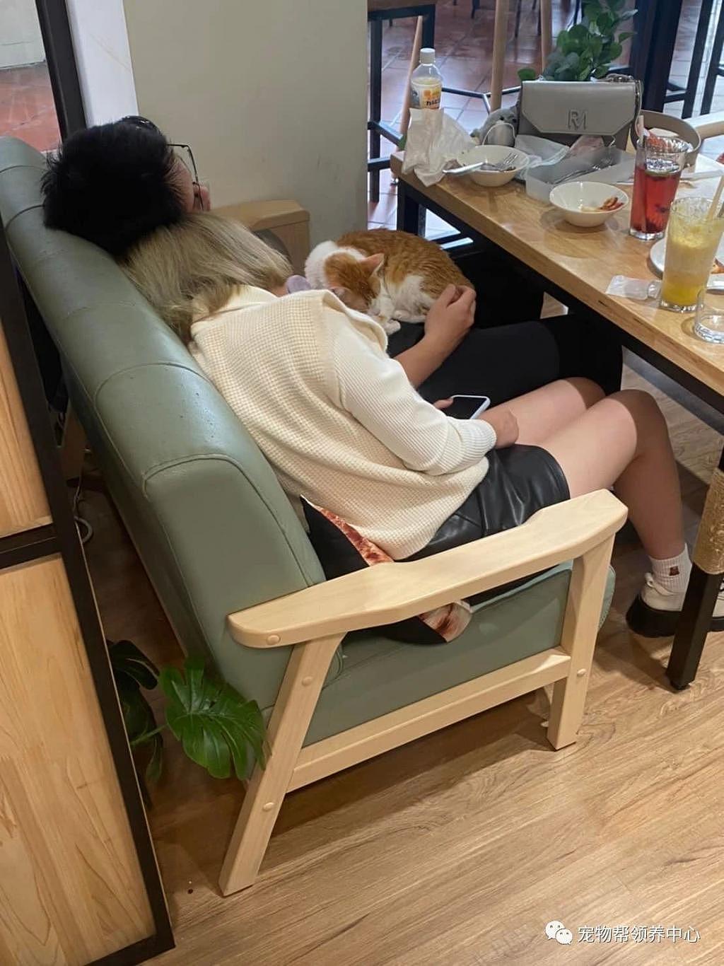 店猫趴在客人腿上安睡，客人竟跟着一起睡翻，温馨又好笑 ~ - 1