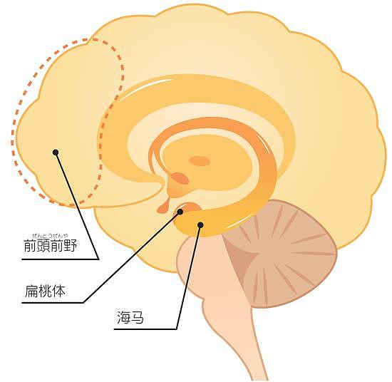 压力加速大脑萎缩？睡眠不足也会提高认知功能障碍的风险！ - 2