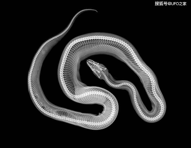 蛇最怕什么？两场实验证明：蛇真的不怕雄黄粉，专家说明了原因 - 7