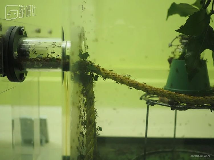 一场蚂蚁灭绝的展览，让日本人看到了“少子化”的未来 - 13