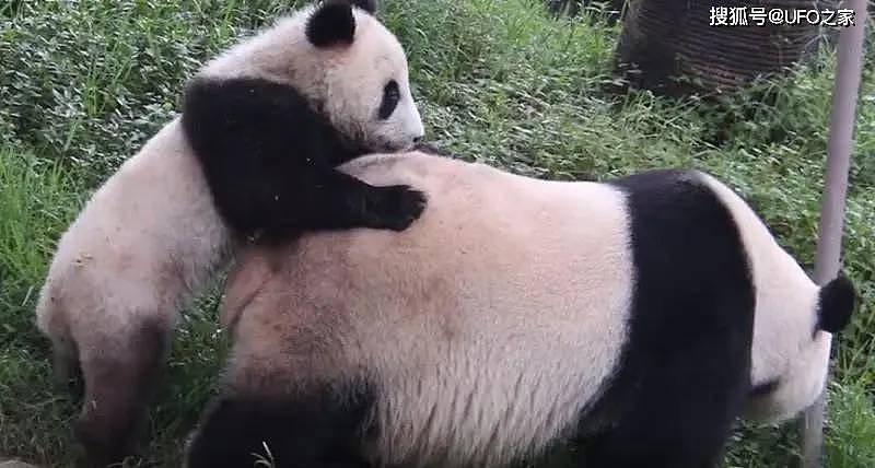 中国首创！已放生10只大熊猫，“母兽带崽”能恢复东北虎种群吗？ - 2