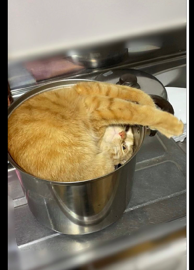 主人刚把炖锅拿出来，猫咪就拼命钻了进去，脑袋都翻了180度！ - 3