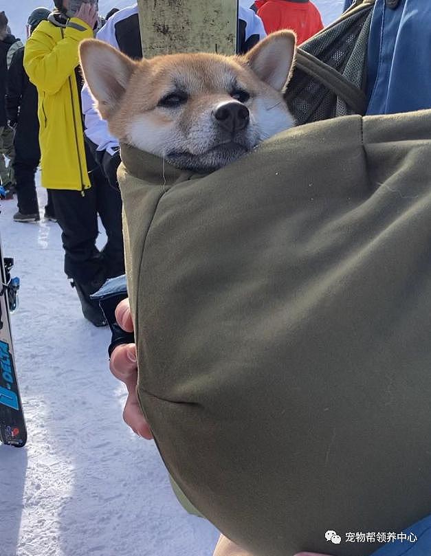 狗狗和主人去滑雪，竟在缆车上和小主人神同步歪头睡着了 ~ - 2