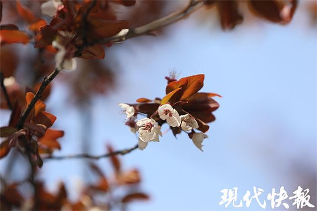 朋友圈里的“樱花”，其实是红叶李？专家教你分辨春季花卉小窍门 - 1