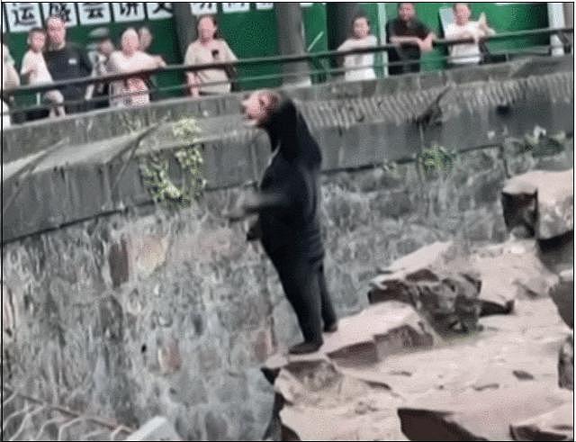 中国动物园的一头熊一夜之间火爆全球！国外媒体网友陷入疯狂：“它到底是熊还是人？！” - 3
