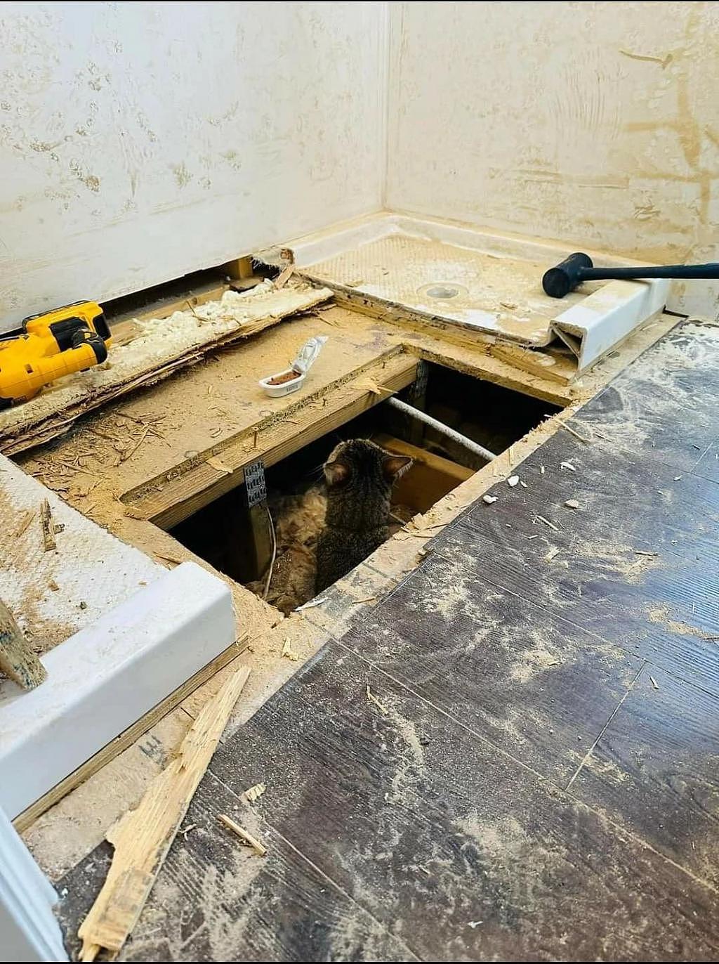 翻新浴室，猫咪不小心被埋里面了，紧急拆开地板，只见它竟 . - 3