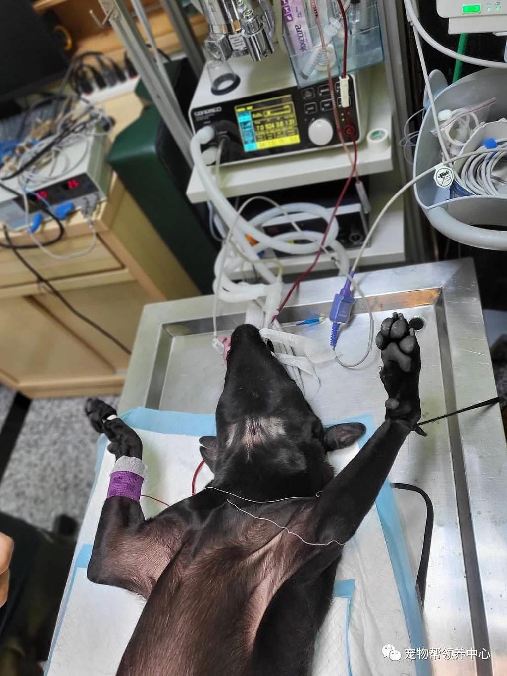 狗狗为救同伴献血，看到它以前经历，众人感动，爱会传递 ~ - 3