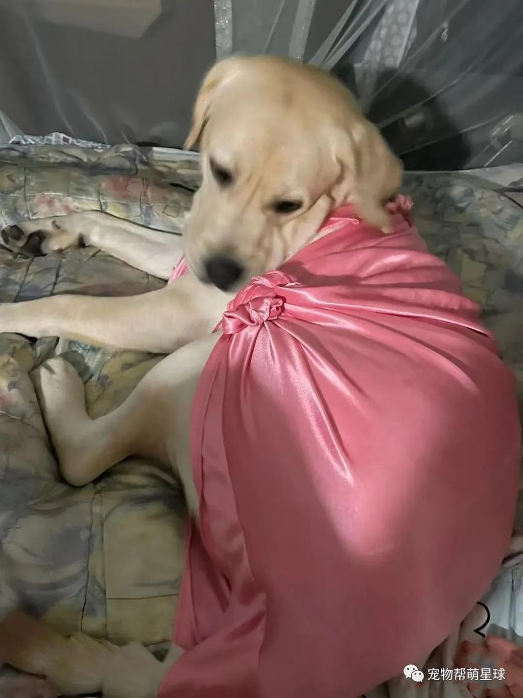 奶奶怕狗狗冻着，给它穿上了小睡裙，还是粉色真丝吊带的！ - 3