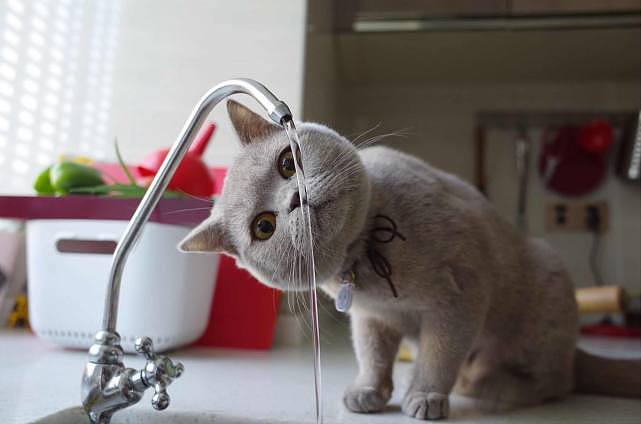 为什么猫咪宁可喝马桶水，也不愿意喝碗里的水？ - 5