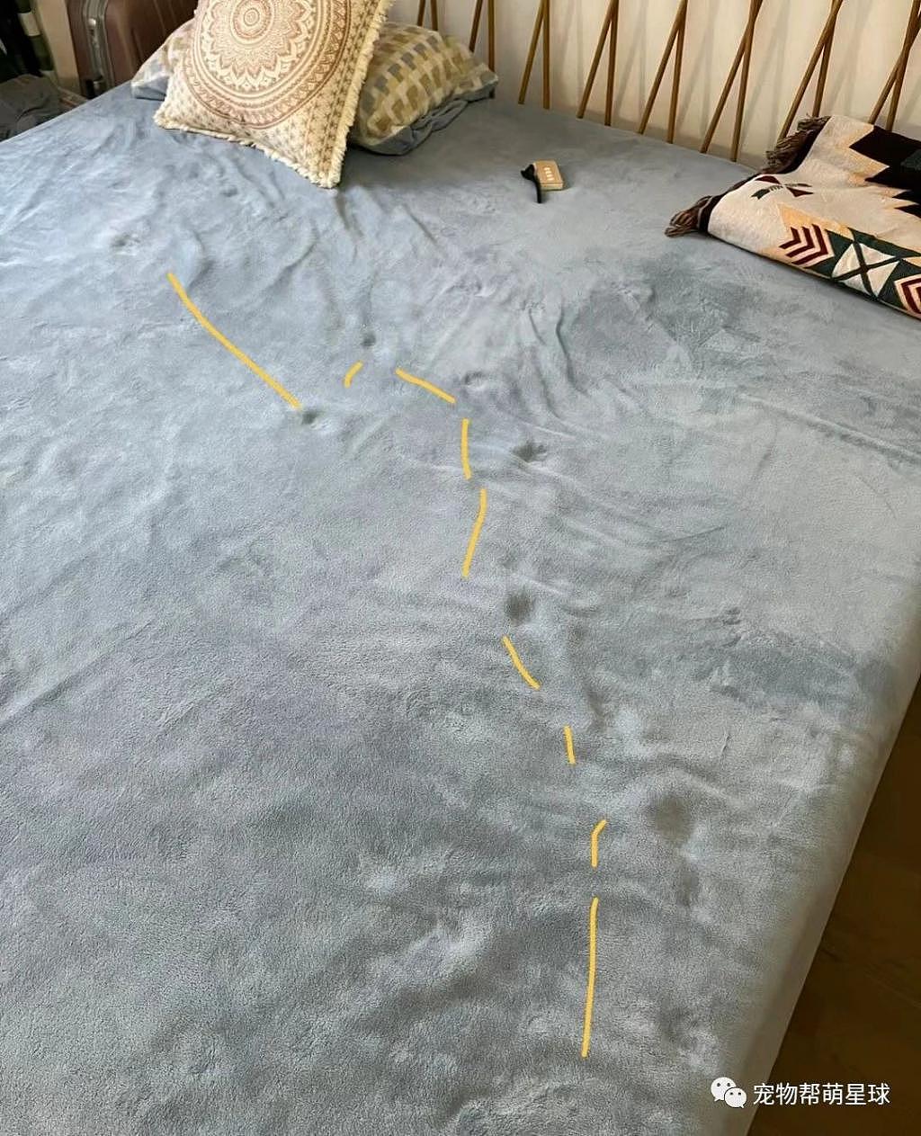 猫咪偷摸上床，以为铲屎官不知道，其实早已留下证据 . - 1