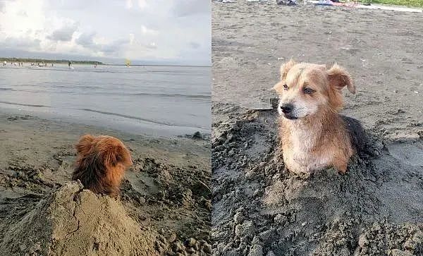 狗狗被埋沙里，表情超有戏，露狗头“心死望远方” - 1