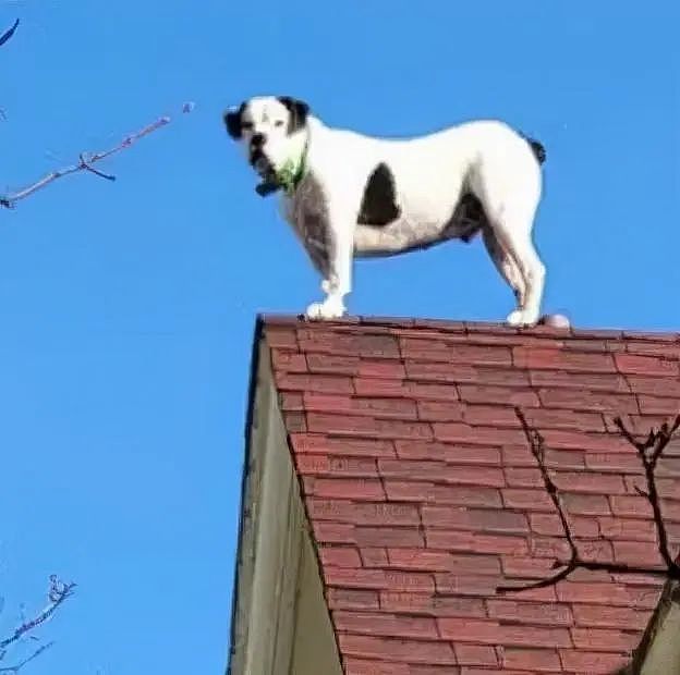 “有牛被困三楼屋顶了！”消防员赶到现场后，一只狗悠闲地晒太阳 - 2