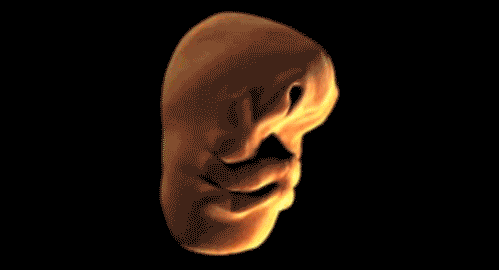 胎儿时期，人的脸是通