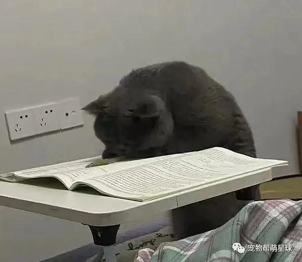 猫咪非要看书学习，但没过多久就 ... 看来不是块学习的料啊！ - 3