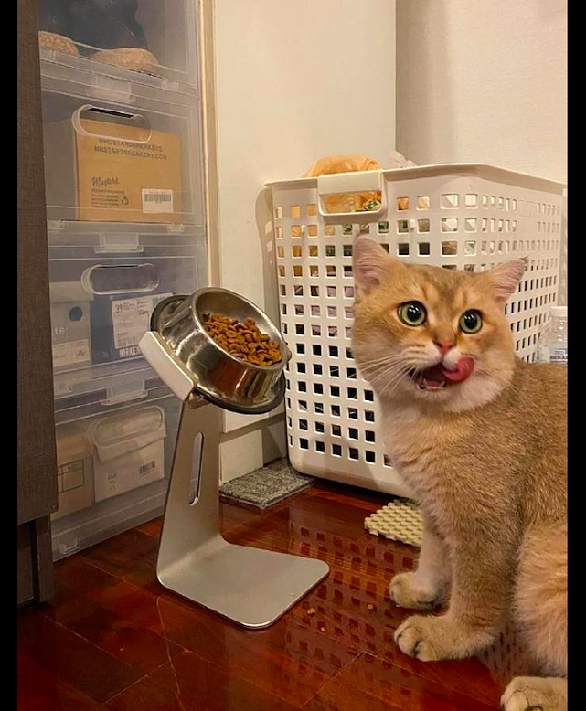 主人把手机支架改成猫碗架，猫咪只能是站着吃饭了，被迫减肥？ - 3