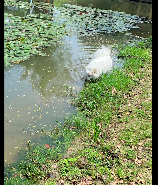 主人带萨摩耶出去玩，它直接跳进湖里玩泥巴，白狗变成泥狗了！ - 1