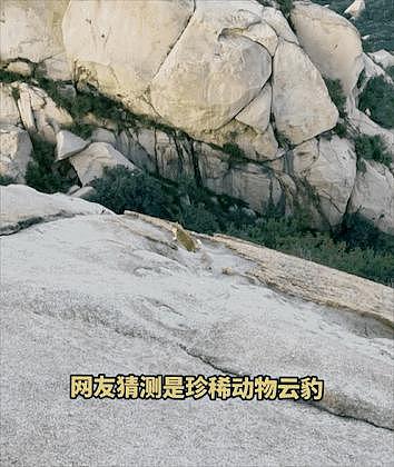 游客在黄山拍到不明野生动物，专家调查发现：这货好像是……大橘猫？ - 12