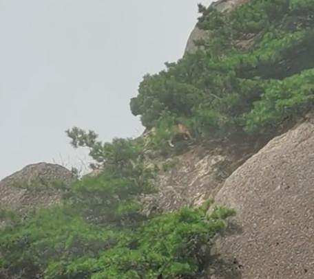游客在黄山拍到不明野生动物，专家调查发现：这货好像是……大橘猫？ - 3