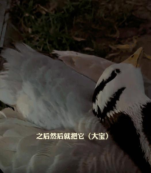 网红斑头雁被游客踢死，理由是它吓到了孩子 ... 动物成为网红，还是害了它们 - 5