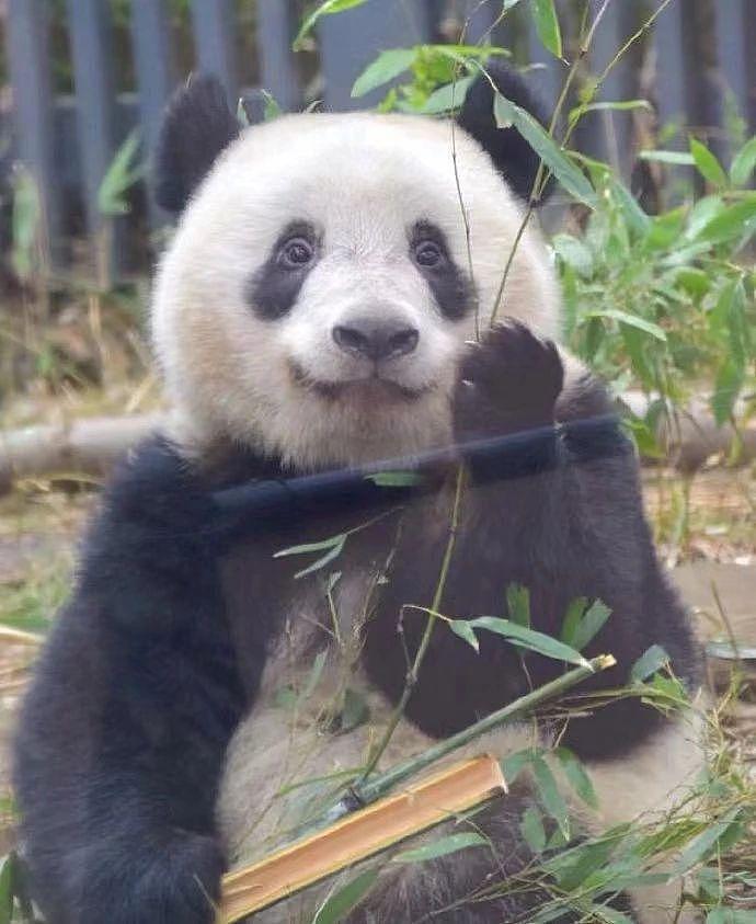 熊猫丫丫还没送回来，孟菲斯动物园却说要再租借一对年轻熊猫，怎么好意思的？ - 6