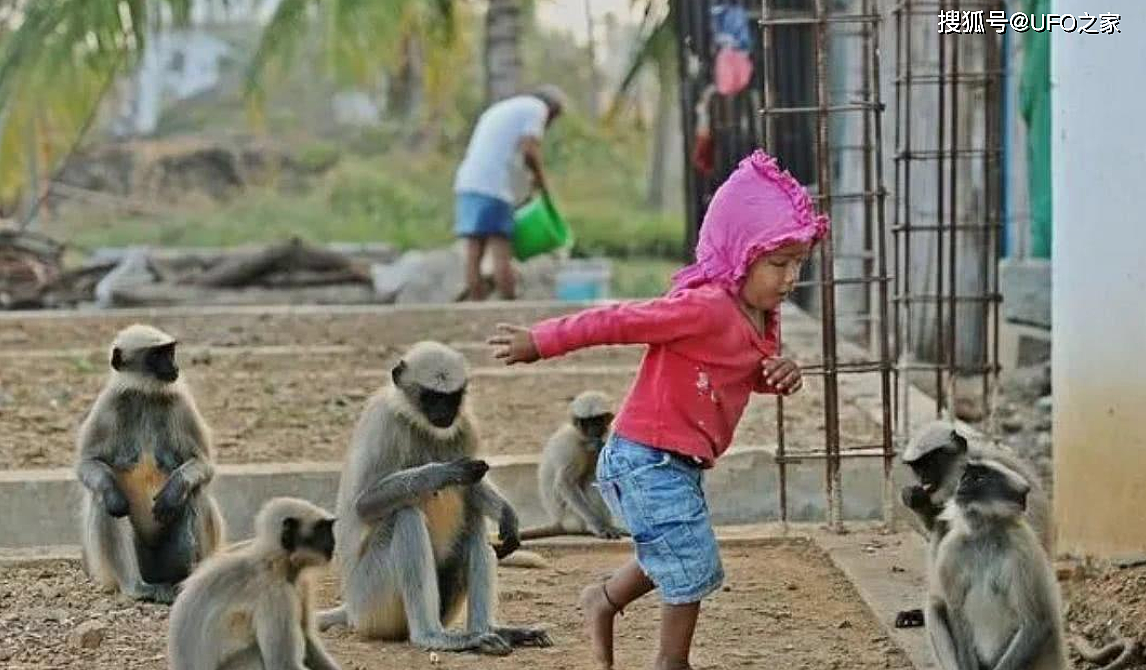 印度猴子拖走2个月大婴儿！被扔进水箱淹死，人猴大战正在爆发？ - 3