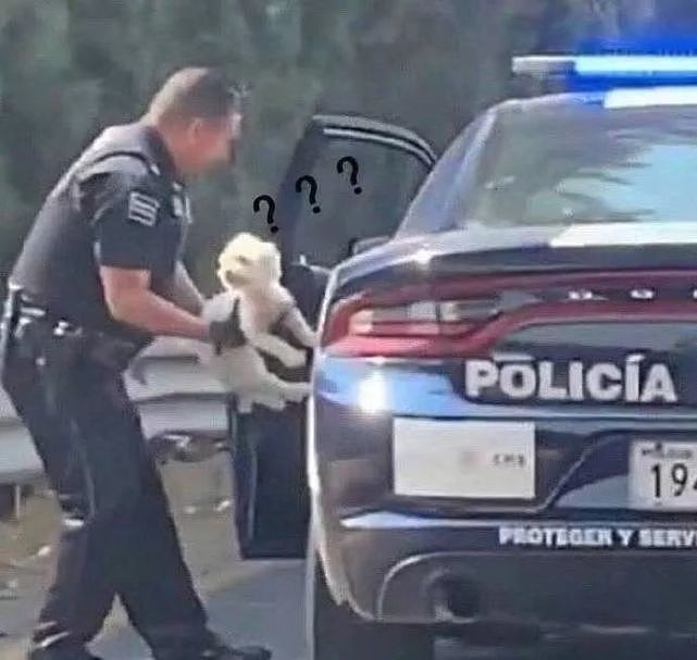 主人违规停车，结果狗子竟被警官“抓”走了？ - 2