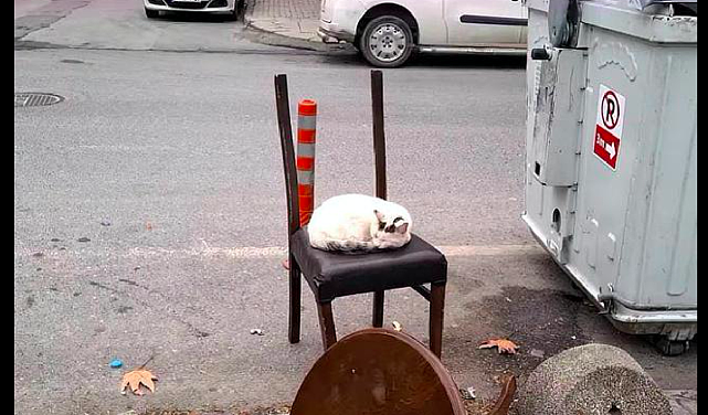 流浪猫趴在破椅子上，只为等待某人喂食，再主动点它就是你的猫了 - 1