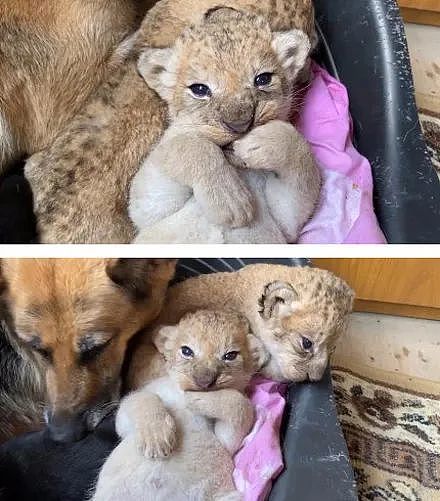 小狮子出生后日渐消瘦，还被新手妈妈咬伤，直到德牧接手后… - 17